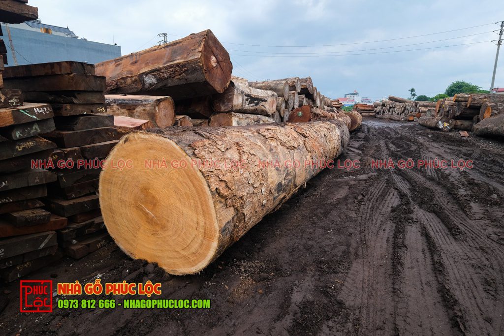 Cây gỗ gõ đỏ pachy vận chuyển từ Nam Phi về Việt Nam 
